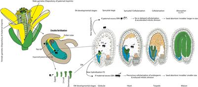 Unveiling the imprinted dance: how parental genomes orchestrate seed development and hybrid success